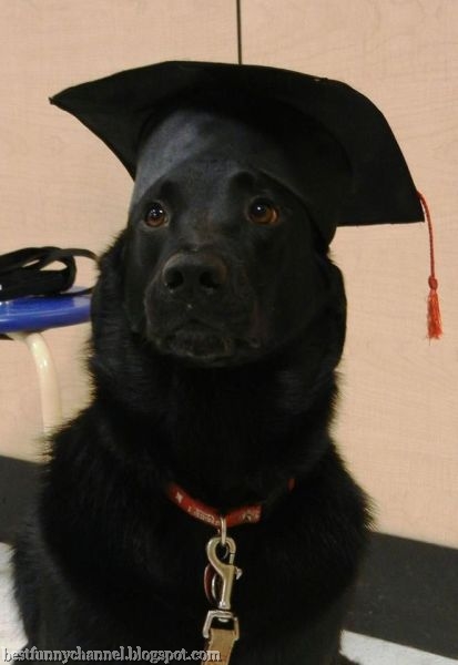 Dog school graduate