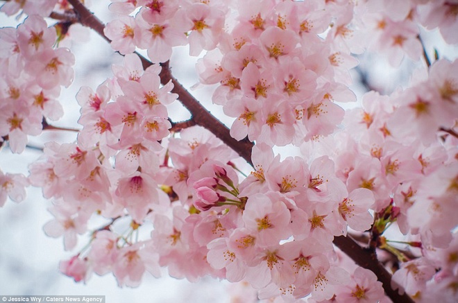 [Image: Mua-hoa-anh-dao-o-Nhat-Ban-va-Han-Quoc-9.jpg]