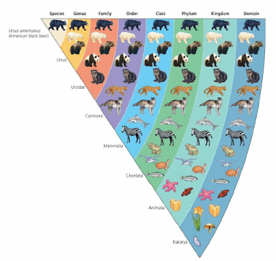 Diversity Of Life