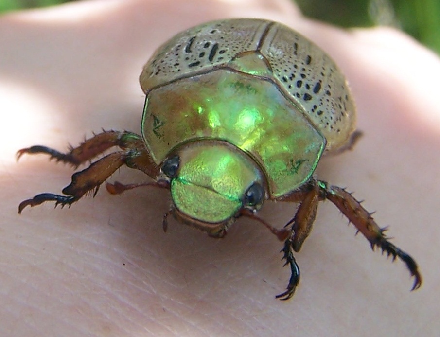 Stubby Nubbins A Labour of Love Inspired by the Christmas Beetle
