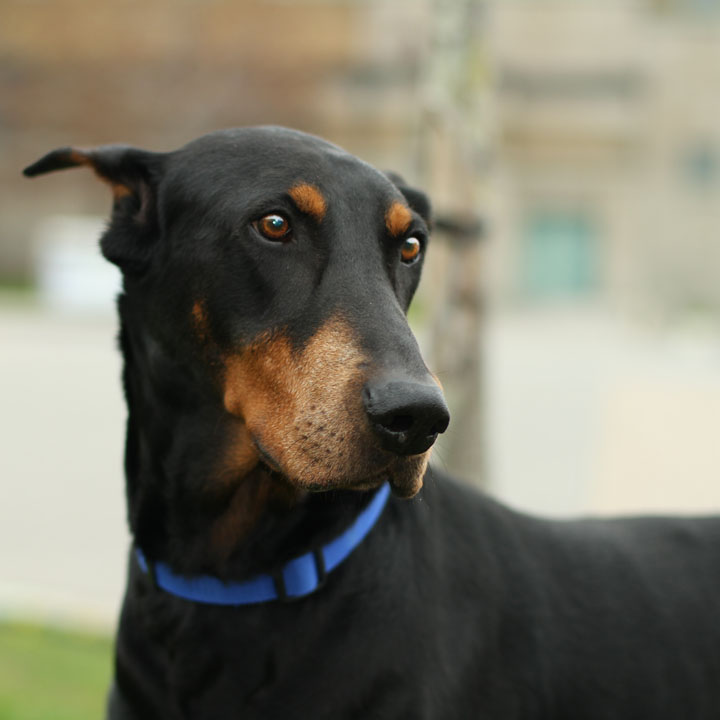 Rocky Doberman