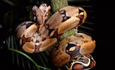 Fotografías de serpientes, vívoras, culebras y ofidios