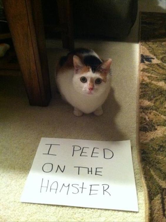 Cat Shaming I Peed On The Hair Dryer My Crazy Email
