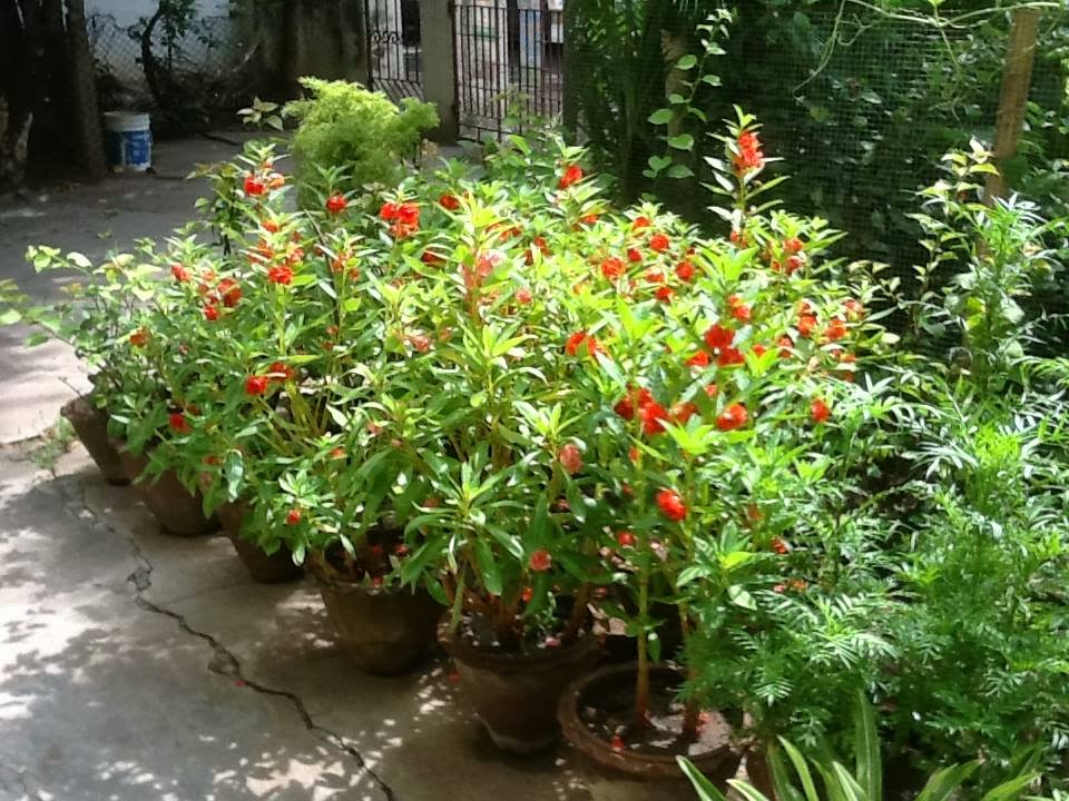 Trees, Plants & more Chennai Garden August 2013