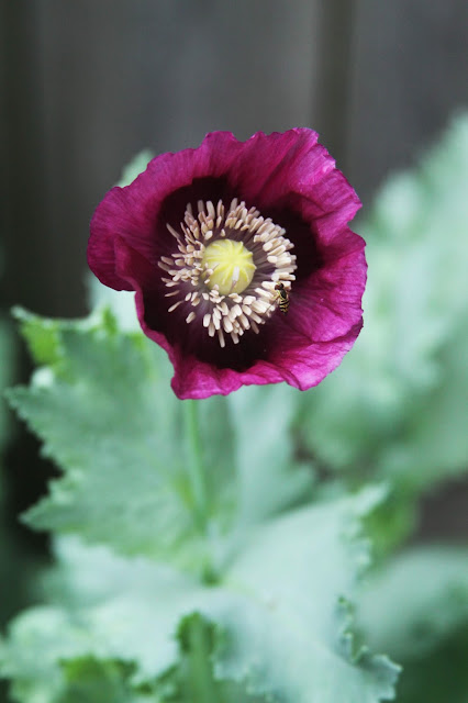 garden, summer, poppies, purple poppies, breadseed poppies, lauren's grape poppy, Anne Butera, My Giant Strawberry