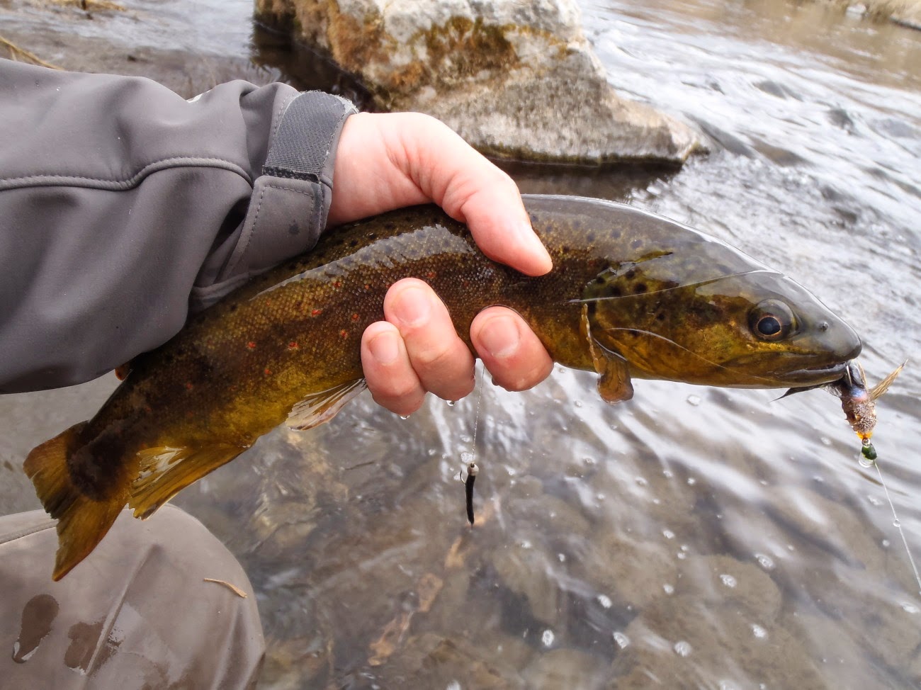 Mountains, Rivers, & Trout End of March Report Armstrong Spring Creek