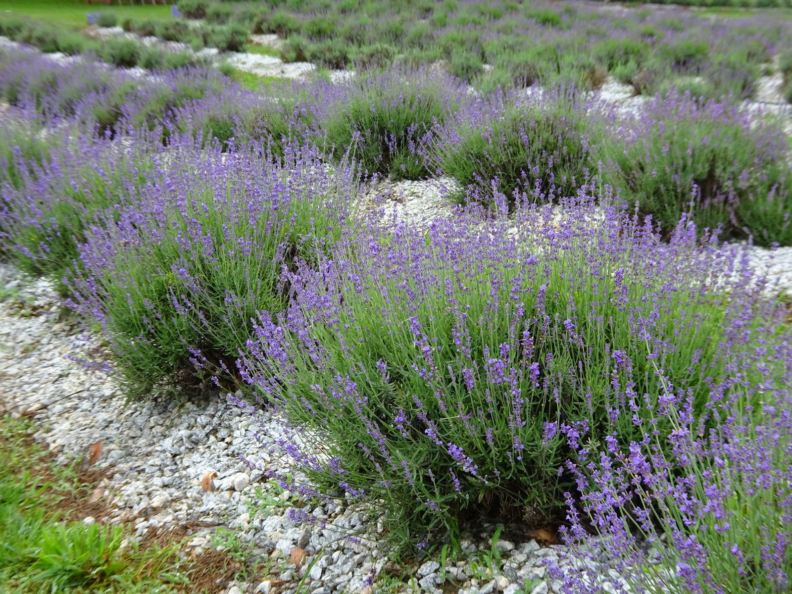 Femme au foyer Fields of Lavender in the Upstate