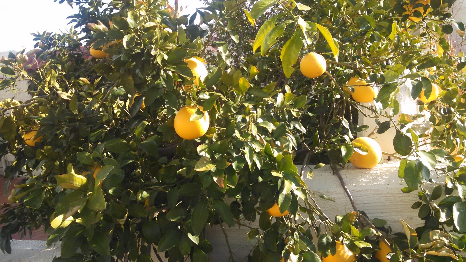 Ever Ready Healthy Recipes and Out and About in Arizona