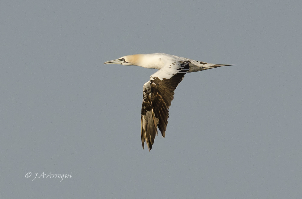 Alcatraz atlántico, Morus bassanus, Northern Gannet Alcatraz atlántico, Morus bassanus, Northern Gannet