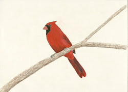 cardinal bird flying cardinals wild birds sweet