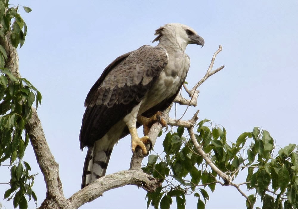 Amazon Rainforests Animals The Harpy Eagle Amazon Rainforest Animals