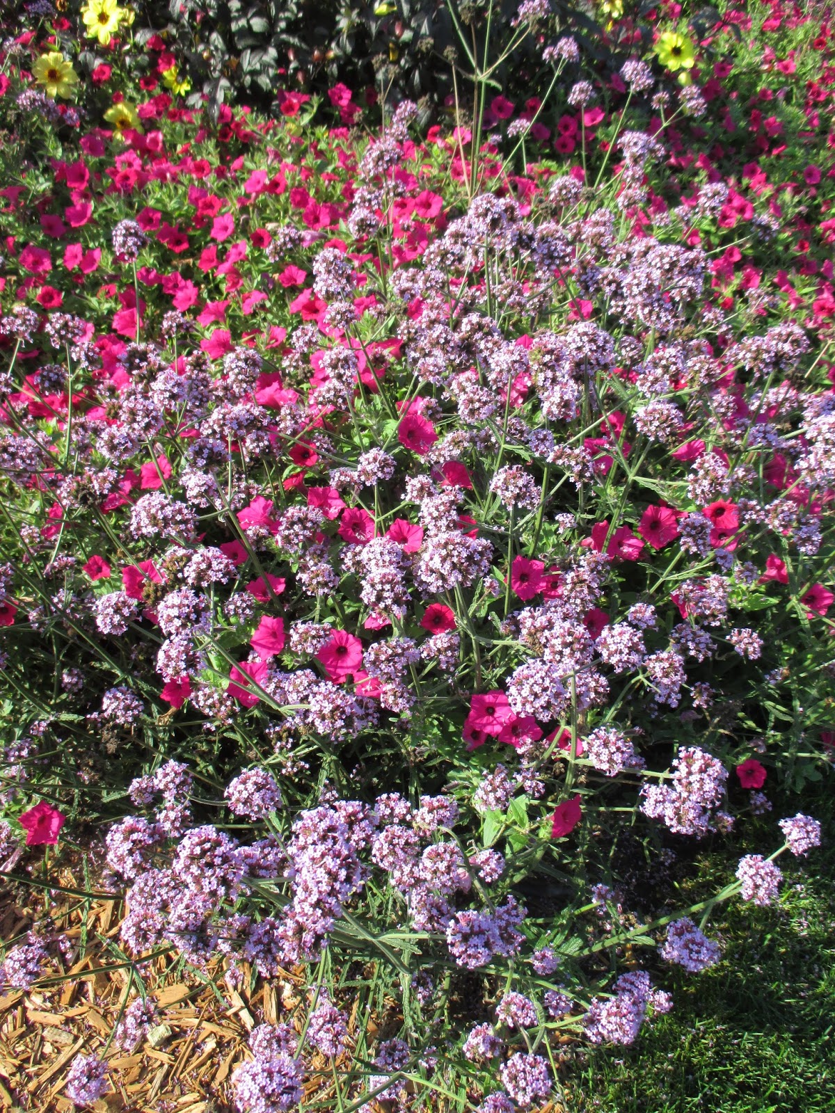Look For The Meteor Shower (Verbena)! Rotary Botanical Gardens