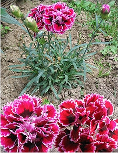 tokobungakarangan: Arti Dan Makna Bunga Carnation (Anyelir)