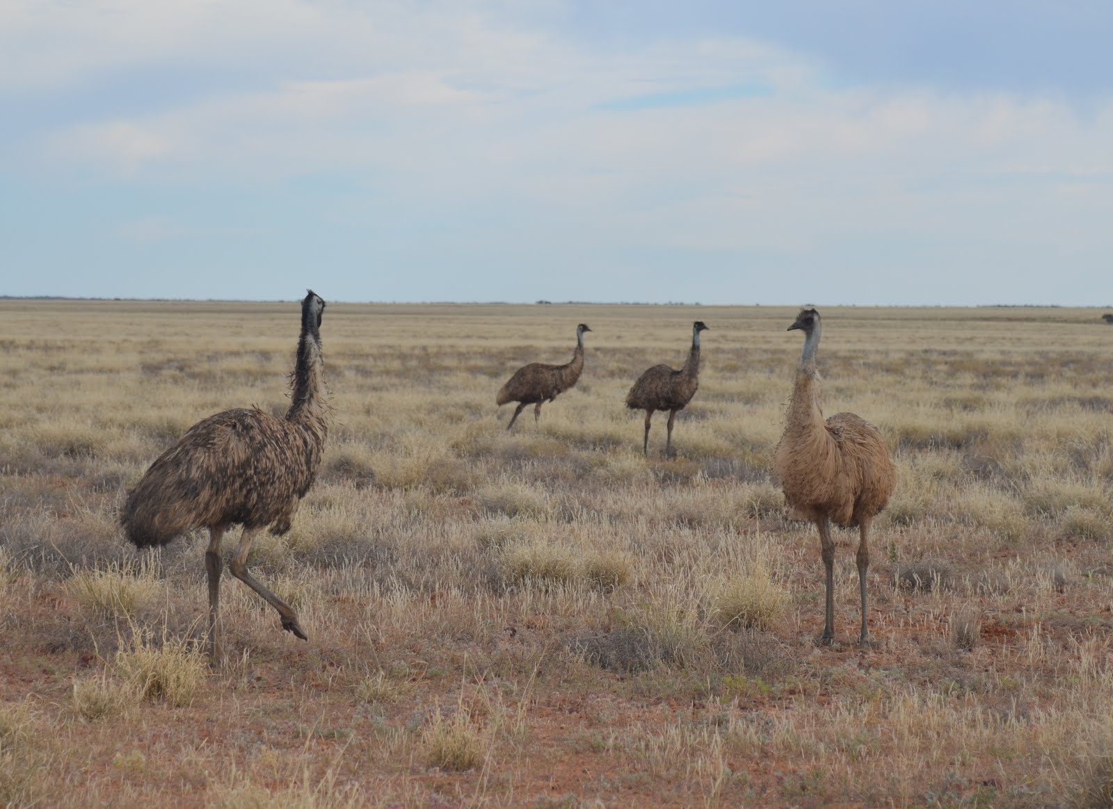 Emus like Mitchell grass plains too