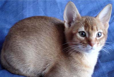 Encyclopedia of Cats  Breed Lilac  Abyssinian Cat 