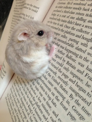 Contact ThePetsDialogue