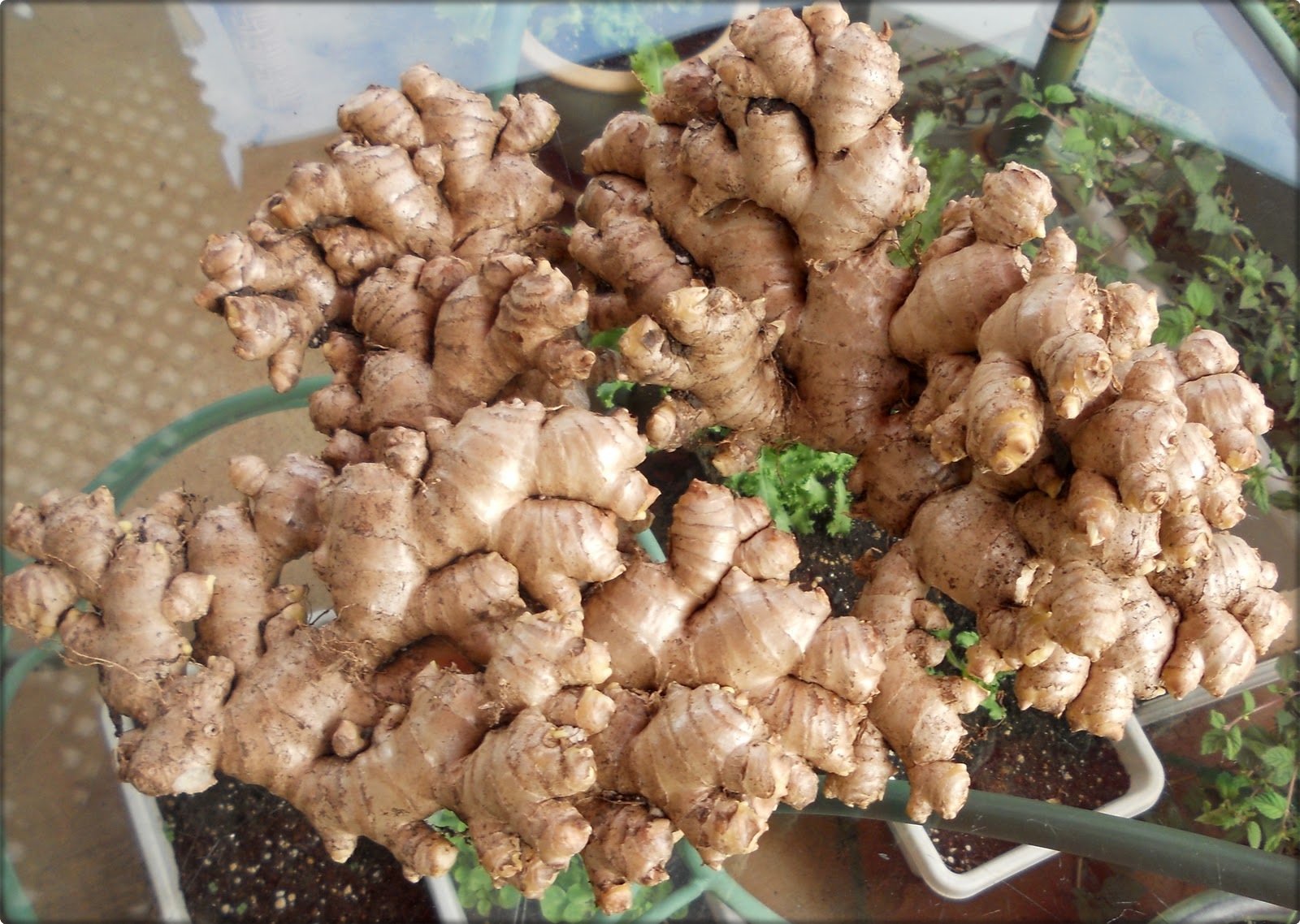 READ How to Growing ginger at home in a pot Interesting Facts