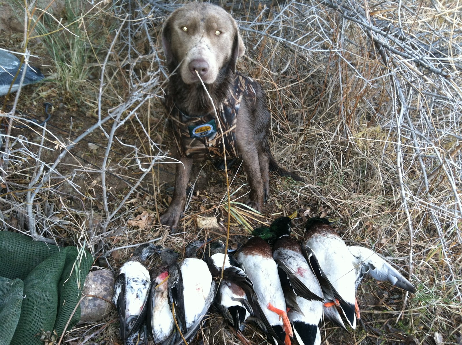 Skyline Silver Labs Hunting Pictures