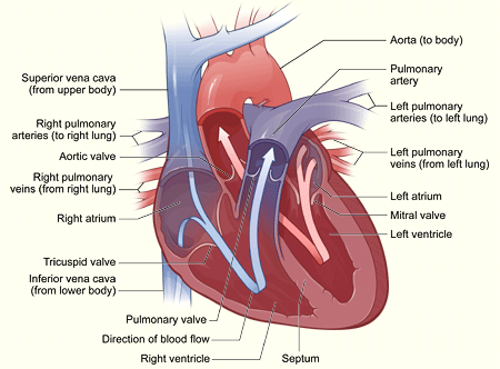 NORMAL HUMAN HEART
