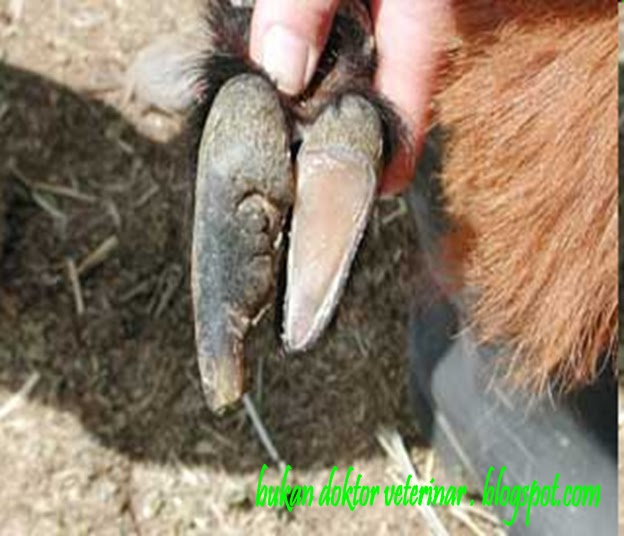 Top 99+ Pictures Pictures Of Foot Rot In Sheep Superb