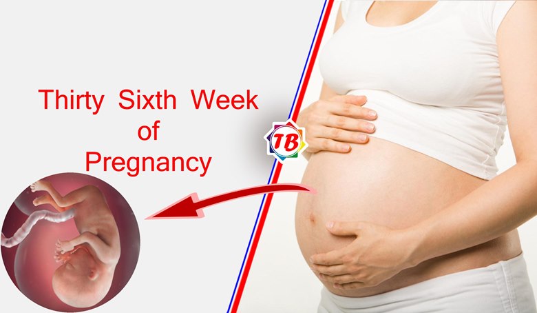 Thirty Sixth Week of Pregnancy