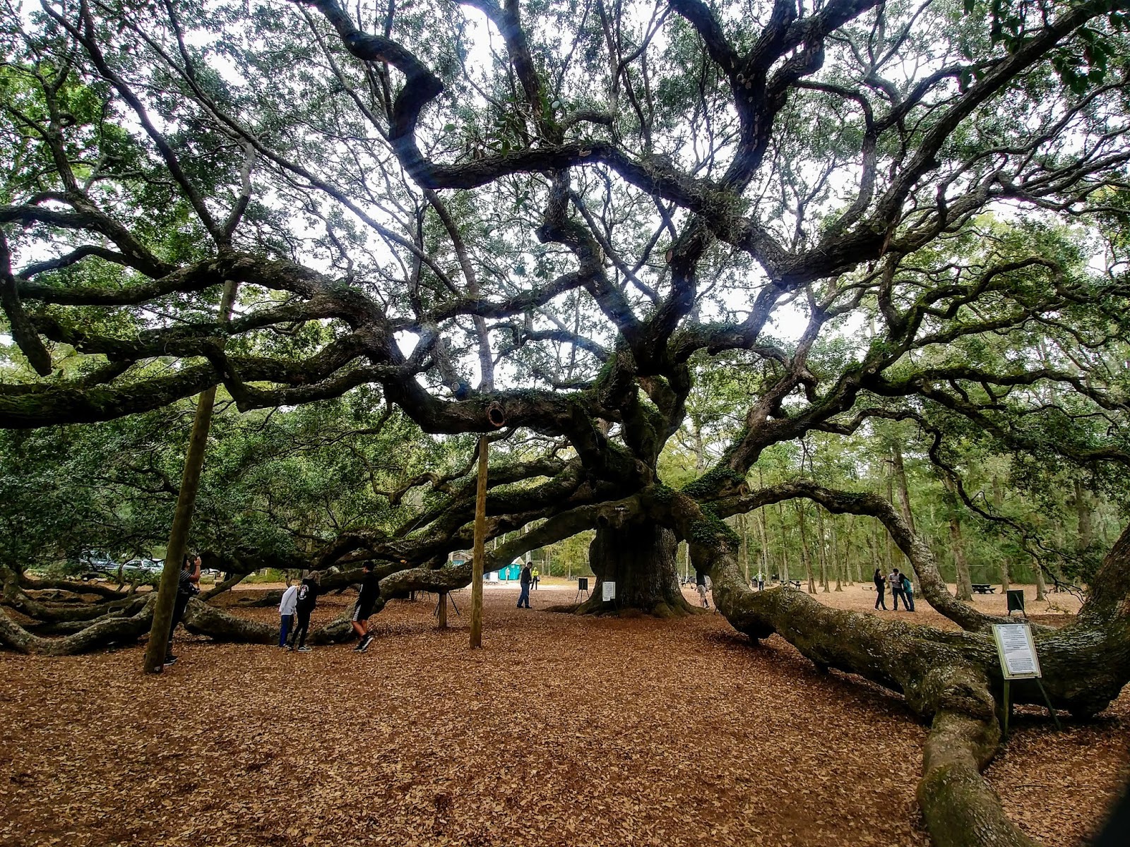 Another Mile Another Destination Blog Angel Oak Tree on Johns Island