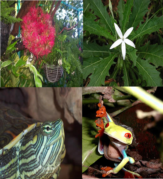 Животные никарагуа Животные никарагуа