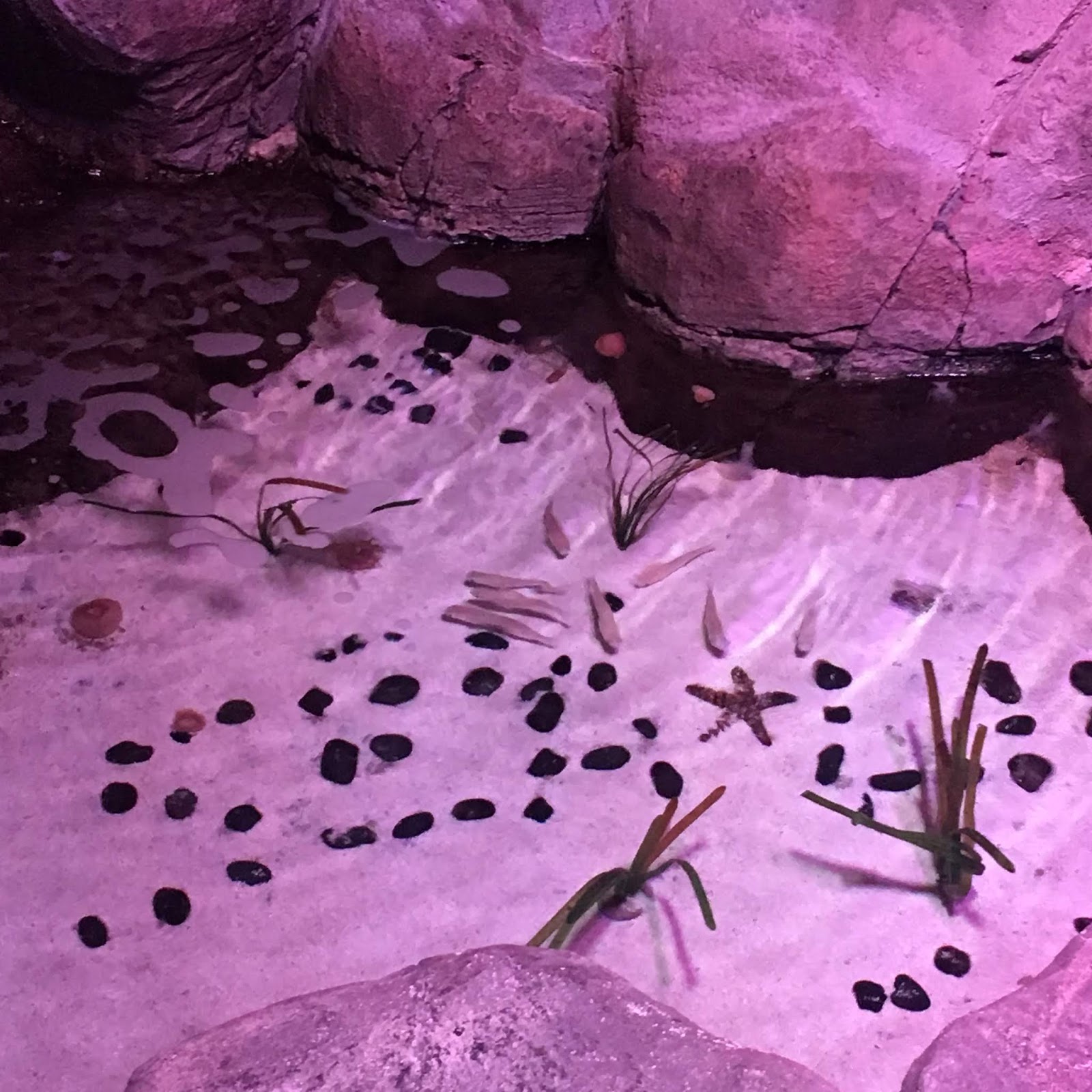 ANGOLO DI CATIA SEA LIFE AQUARIUM DI JESOLO