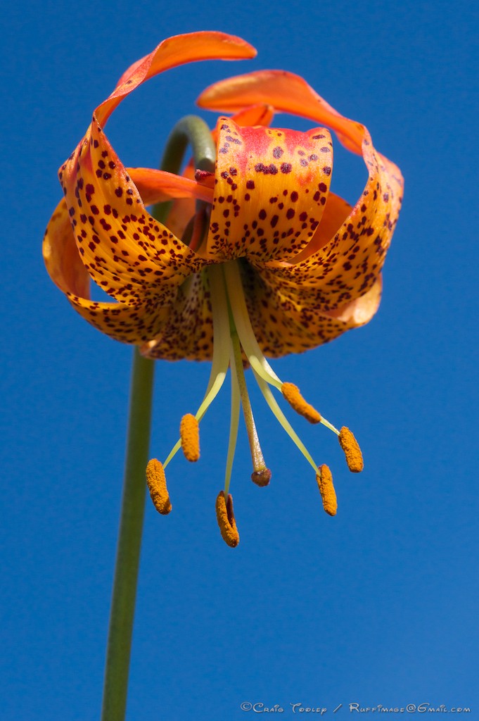 Mendonoma Sightings Leopard Lilies are blooming on the Mendonoma Coast.