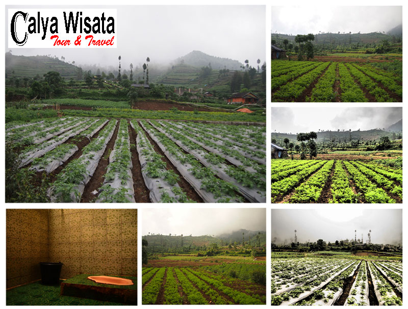 Penginapan Dieng Penginapan Dieng