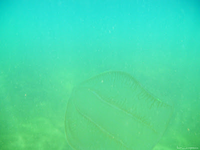 Marea Neagra Black Sea underwater images poze subacvatice warty comb jelly or sea walnut (Mnemiopsis leidyi)Bolinopsidae Loba