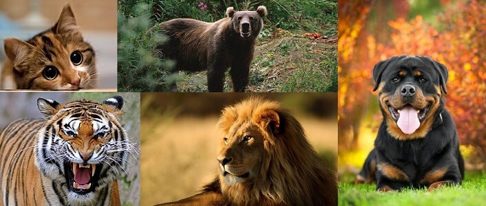 Etçil Hayvanlar Hakkında Bilgi İlginç Bilgi Sitesi