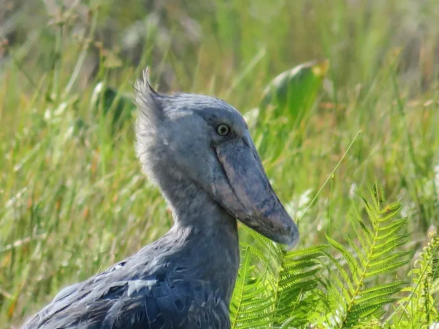Portrait of a shoe-billed stork in Uganda
