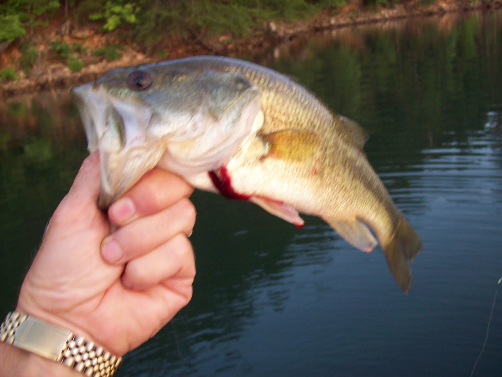 Fishing Through Life Rock, Bluegill, Spots, Largemouth Combo