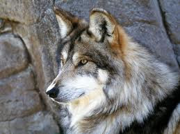 Beautiful Wallpapers: Beautiful Wolf Wallpapers