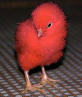 Красные птенцы. Красный цыпленок. Цыпленок красного цвета. Розовый цыпленок. Большой красный цыпленок.