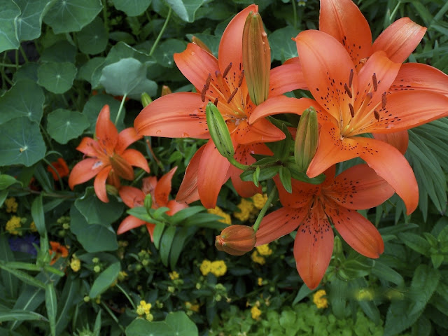 Orange 'Enchantment" spotted lilies with yellow lantana.