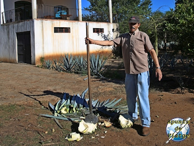 Jimador en Tequila 3 Mujeres