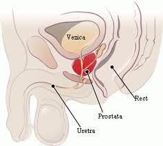 Ce este prostata si ce rol are in organism