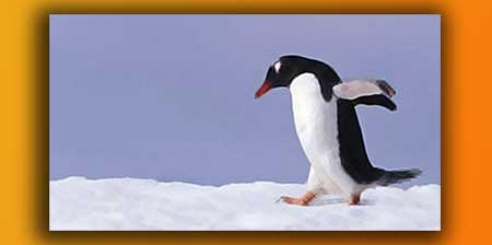Penguin & SEO