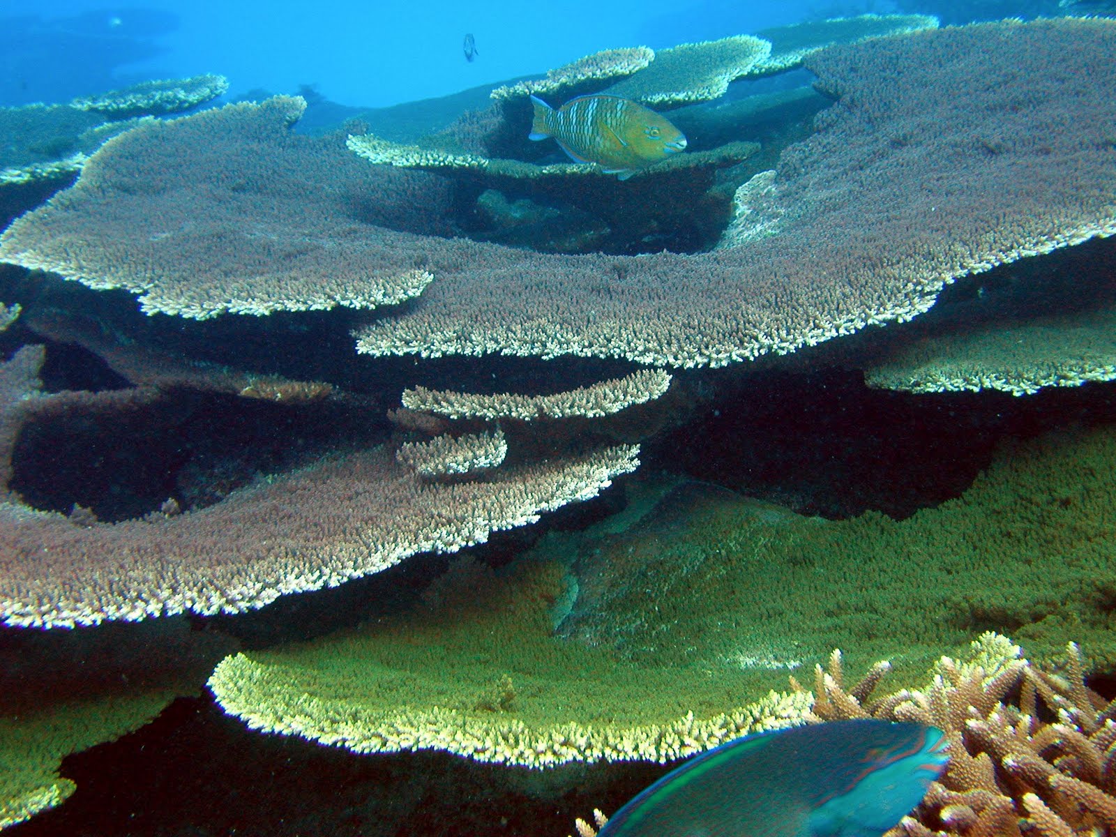 Diver ! ! ! Type of Hard Coral at Malaysia