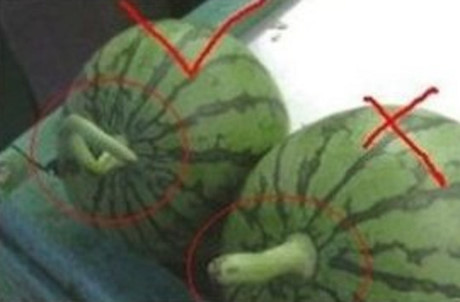 Huong dan cach chon trai cay mua he ngon - Anh 4