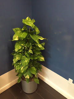 Needham Natall narrow totem Pothos;inside green plant design pricing;indoor plant care;