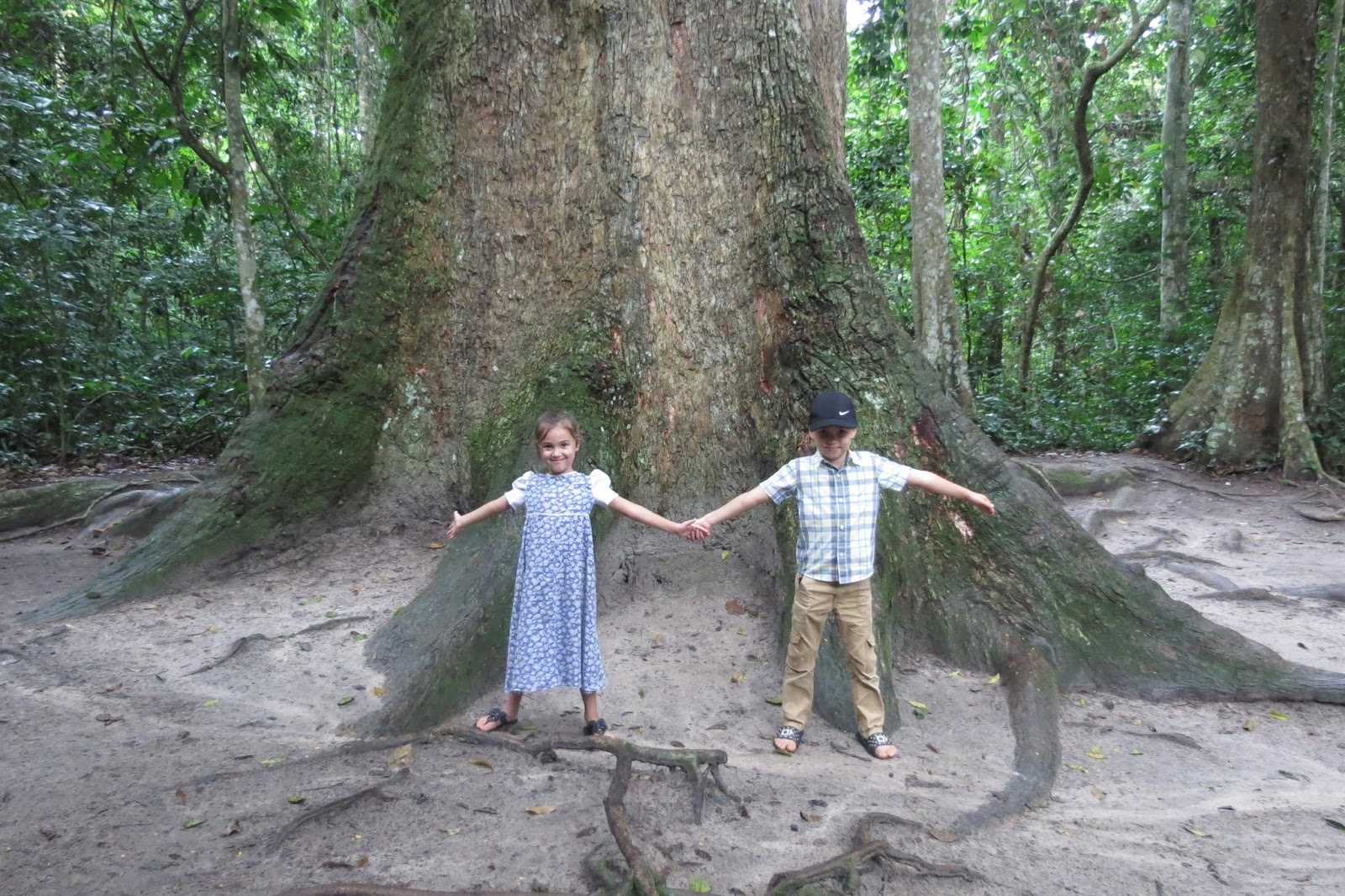 Dewdrops of Joy The Largest Tree in West Africa