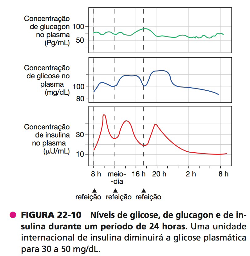 Níveis de glicose, de glucagon e de insulina durante um período de 24 horas