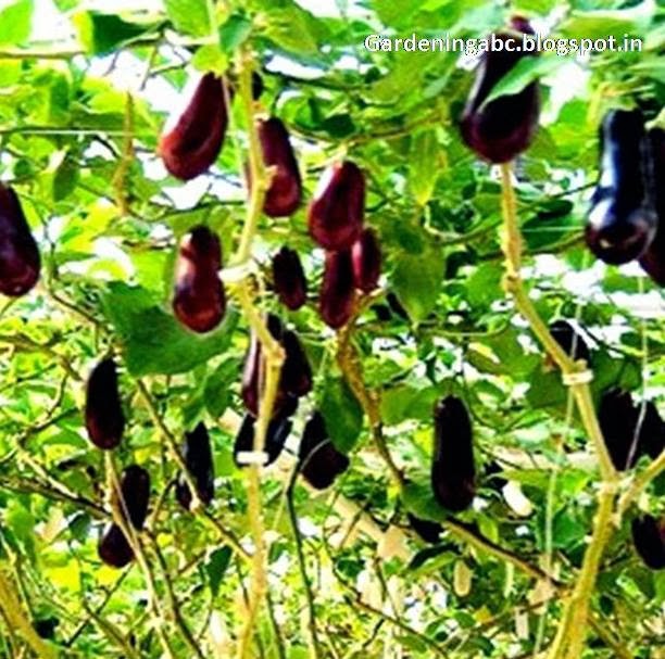 Gardening ABC: Eggplants Growing Tips