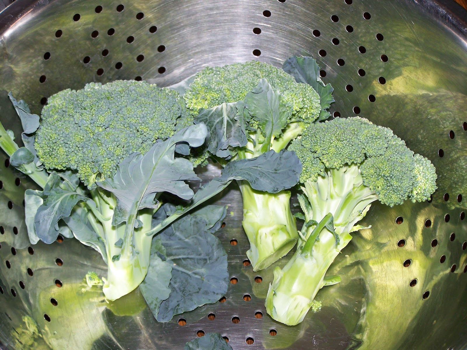 Captive Roots: Broccoli in Containers