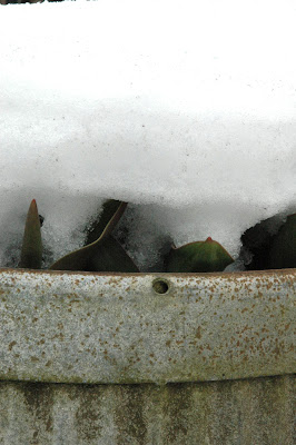Emerging tulip leaves are buried under 25cm of unseasonal snow in March 2013, UK