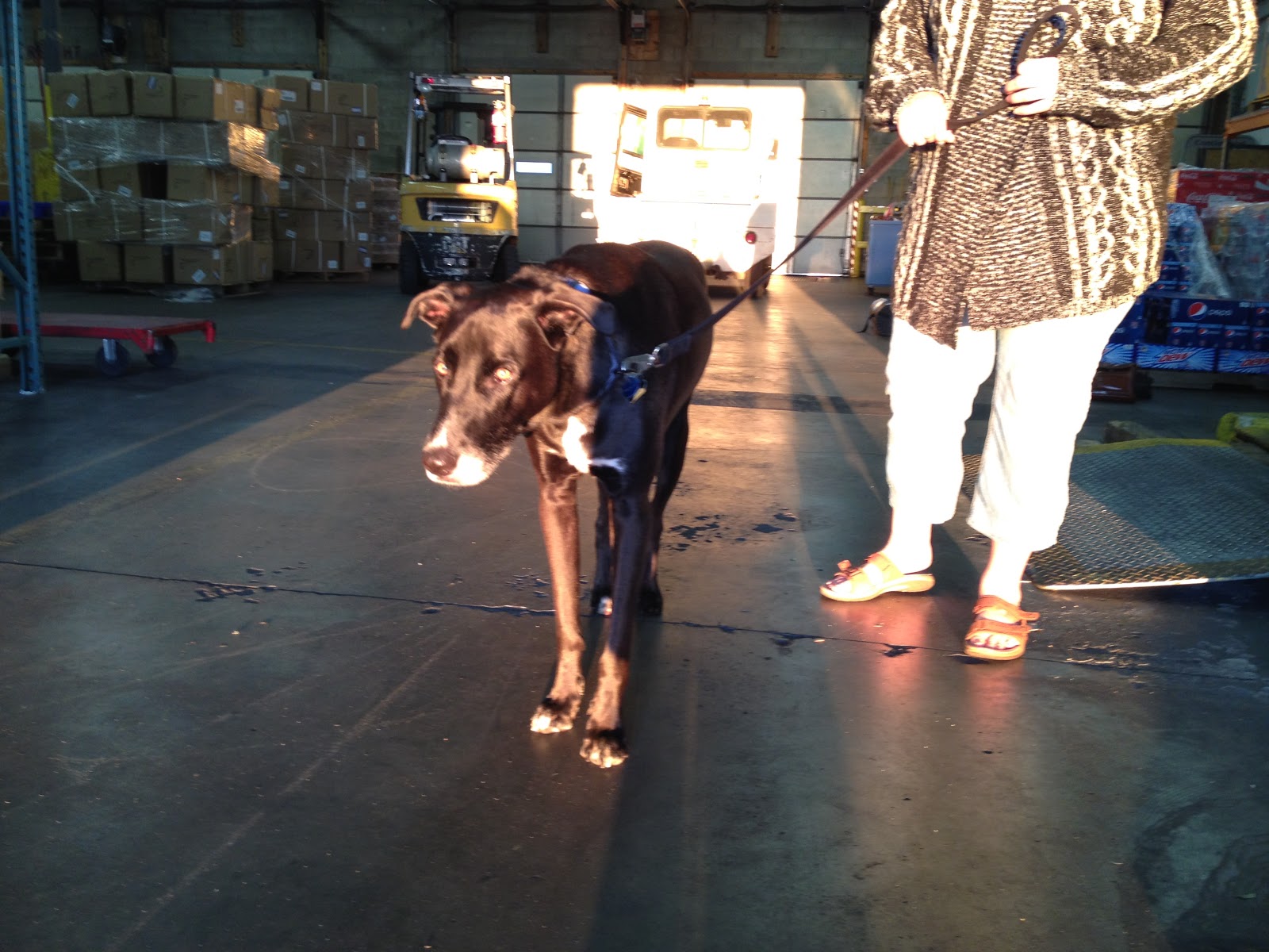 Such Good Dogs Flying dogs to Maui, Hawaii