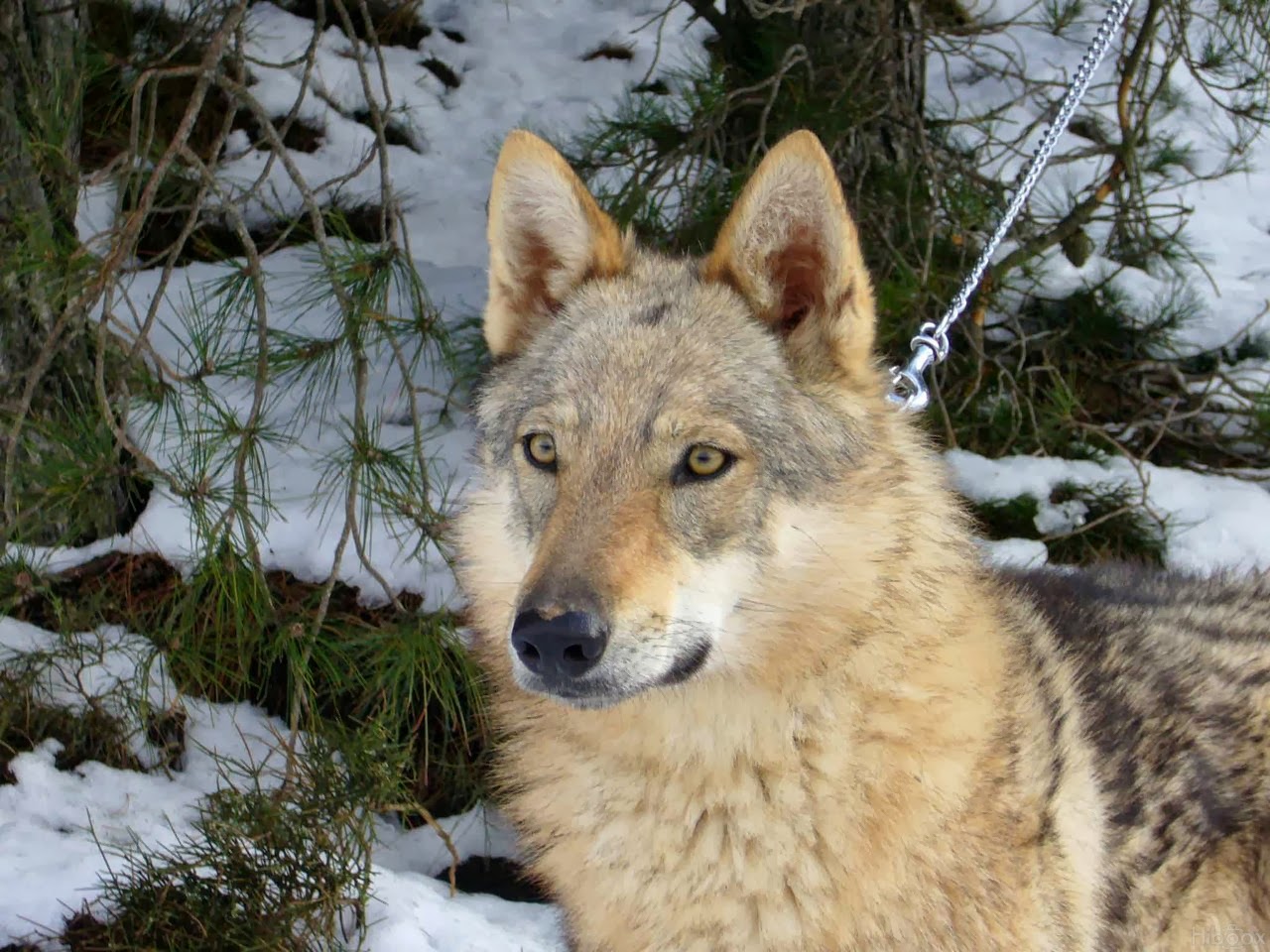 Animales | Perro lobo checoslovaco - iNT3R3S4NT3!
